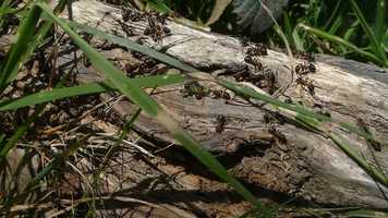 Free download Fecund - 08.01.20 video and edit with RedcoolMedia movie maker MovieStudio video editor online and AudioStudio audio editor onlin