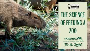 Free download Feeding a Zoo with Michelle Shaw - Science Week 2021 at Taronga Zoo video and edit with RedcoolMedia movie maker MovieStudio video editor online and AudioStudio audio editor onlin