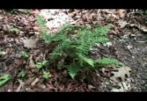Free download Fern On Forest Floor (Wide Screen) video and edit with RedcoolMedia movie maker MovieStudio video editor online and AudioStudio audio editor onlin