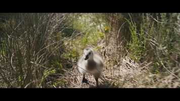 Free download Festival dAutomne 2019 video and edit with RedcoolMedia movie maker MovieStudio video editor online and AudioStudio audio editor onlin