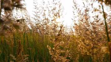 Free download Field Against The Sun Stock Video video and edit with RedcoolMedia movie maker MovieStudio video editor online and AudioStudio audio editor onlin