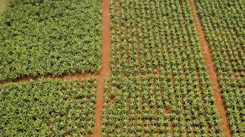 Free download FILM 1 - FOOD SAFETY ON THE FARM 010521 FOR TX v1 video and edit with RedcoolMedia movie maker MovieStudio video editor online and AudioStudio audio editor onlin