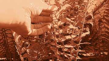 Free download Film 326 Final Project Fine Cut video and edit with RedcoolMedia movie maker MovieStudio video editor online and AudioStudio audio editor onlin