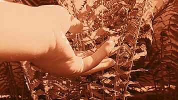 Free download Film 326 Final Project Rough Cut video and edit with RedcoolMedia movie maker MovieStudio video editor online and AudioStudio audio editor onlin