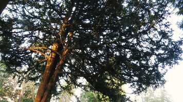 Free download Film  Digital Art Y1 showreel 2021 video and edit with RedcoolMedia movie maker MovieStudio video editor online and AudioStudio audio editor onlin