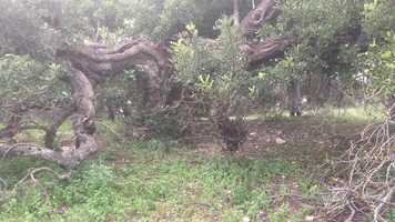 Free download Filmem els arbres a la manera de Guerin video and edit with RedcoolMedia movie maker MovieStudio video editor online and AudioStudio audio editor onlin