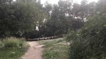 Free download Filmem els arbres inspirats per James Benning video and edit with RedcoolMedia movie maker MovieStudio video editor online and AudioStudio audio editor onlin