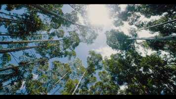 Free download Film Experiment 4 video and edit with RedcoolMedia movie maker MovieStudio video editor online and AudioStudio audio editor onlin