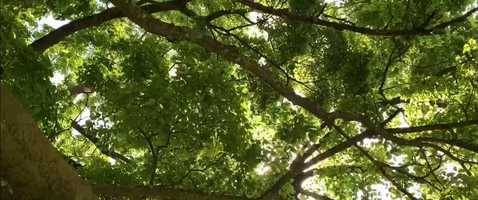 Free download Film Journal - Two Things Beautiful, One Unsettling video and edit with RedcoolMedia movie maker MovieStudio video editor online and AudioStudio audio editor onlin