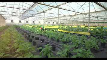 Free download FILM SOUSS MASSA ANGLAIS video and edit with RedcoolMedia movie maker MovieStudio video editor online and AudioStudio audio editor onlin