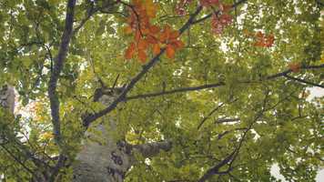 Free download Final Corsica Trailer_h264 video and edit with RedcoolMedia movie maker MovieStudio video editor online and AudioStudio audio editor onlin