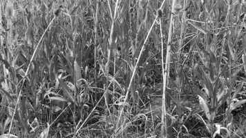 Free download Final project (music by White bat audio) video and edit with RedcoolMedia movie maker MovieStudio video editor online and AudioStudio audio editor onlin