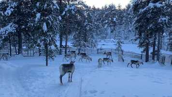 Free download FINLAND - SAMI REINDEER HERDER - EDUCATION - LIVELYHOOD -BUSINESS video and edit with RedcoolMedia movie maker MovieStudio video editor online and AudioStudio audio editor onlin