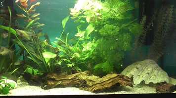 Free download fish ecosystem video and edit with RedcoolMedia movie maker MovieStudio video editor online and AudioStudio audio editor onlin