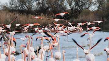 Free download Flamingo Ballet video and edit with RedcoolMedia movie maker MovieStudio video editor online and AudioStudio audio editor onlin