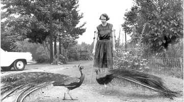 Free download FLANNERY - TRAILER video and edit with RedcoolMedia movie maker MovieStudio video editor online and AudioStudio audio editor onlin