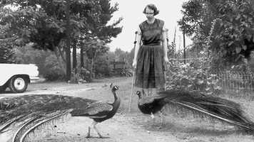 Free download Flannery Trailer July 2020 video and edit with RedcoolMedia movie maker MovieStudio video editor online and AudioStudio audio editor onlin