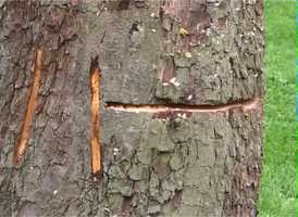 Free download fld-tret-som-en-skovarbejder-0-video video and edit with RedcoolMedia movie maker MovieStudio video editor online and AudioStudio audio editor onlin