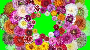 Free download FLOWER EFFECT GREEN SCREEN, FLOWER EFFECT STATUS,FLOWER ANIMATION GREEN SCREEN, GREEN SCREEN FLOWERS video and edit with RedcoolMedia movie maker MovieStudio video editor online and AudioStudio audio editor onlin