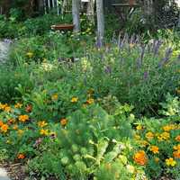 Free download flowers for Laura Smith video and edit with RedcoolMedia movie maker MovieStudio video editor online and AudioStudio audio editor onlin