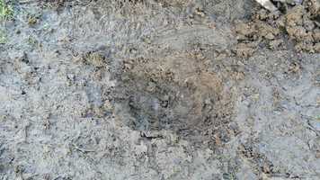 Free download flowers for Longwell Green video and edit with RedcoolMedia movie maker MovieStudio video editor online and AudioStudio audio editor onlin