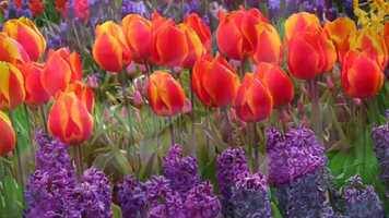 Free download FLOWER SHOW WITH MELODY MUSIC video and edit with RedcoolMedia movie maker MovieStudio video editor online and AudioStudio audio editor onlin