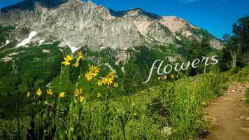 Free download Flowers video and edit with RedcoolMedia movie maker MovieStudio video editor online and AudioStudio audio editor onlin