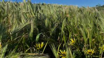 Free download Flow with the wind video and edit with RedcoolMedia movie maker MovieStudio video editor online and AudioStudio audio editor onlin