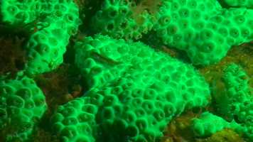 Free download Fluoro Dive Samples-Mote.mov video and edit with RedcoolMedia movie maker MovieStudio video editor online and AudioStudio audio editor onlin