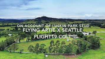 Free download Flying Artie x Seattle Flight 19 colt video and edit with RedcoolMedia movie maker MovieStudio video editor online and AudioStudio audio editor onlin