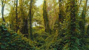 Free download Fly Through A Forest Stock Video video and edit with RedcoolMedia movie maker MovieStudio video editor online and AudioStudio audio editor onlin