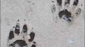 Free download Following Footsteps video and edit with RedcoolMedia movie maker MovieStudio video editor online and AudioStudio audio editor onlin