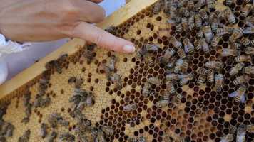 Free download Fondation Arche des Abeilles video and edit with RedcoolMedia movie maker MovieStudio video editor online and AudioStudio audio editor onlin