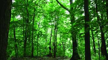 Free download Forest Teaser, 2017 video and edit with RedcoolMedia movie maker MovieStudio video editor online and AudioStudio audio editor onlin