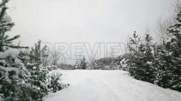 Free download Forest Time Lapse Stock Video video and edit with RedcoolMedia movie maker MovieStudio video editor online and AudioStudio audio editor onlin