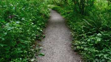 Free download Forest Walk in the Time of Covid video and edit with RedcoolMedia movie maker MovieStudio video editor online and AudioStudio audio editor onlin