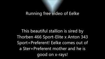 Free download For sale Eelke, Friesian stallion sired by Thorben 466 Sport-Elite x Anton 343 Sport+Pref video and edit with RedcoolMedia movie maker MovieStudio video editor online and AudioStudio audio editor onlin