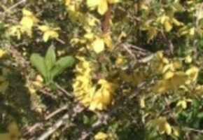 Free download Forsythia video and edit with RedcoolMedia movie maker MovieStudio video editor online and AudioStudio audio editor onlin