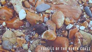 Free download Fossils of the North Coast video and edit with RedcoolMedia movie maker MovieStudio video editor online and AudioStudio audio editor onlin