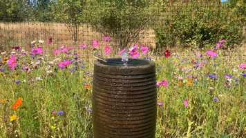 Free download Fountain  Birds (bird  water sounds - no voice) 1 video and edit with RedcoolMedia movie maker MovieStudio video editor online and AudioStudio audio editor onlin