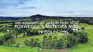 Free download Foxwedge x Meteora Miss 19 colt video and edit with RedcoolMedia movie maker MovieStudio video editor online and AudioStudio audio editor onlin