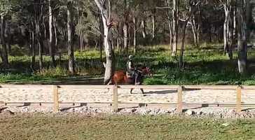 Free download Foxwedge x Think Icon filly - breaking in education video and edit with RedcoolMedia movie maker MovieStudio video editor online and AudioStudio audio editor onlin