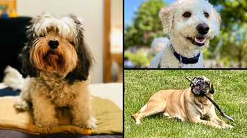 Free download FPC Creatures Great and Small video and edit with RedcoolMedia movie maker MovieStudio video editor online and AudioStudio audio editor onlin