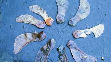 Free download Frhlingsrolle video and edit with RedcoolMedia movie maker MovieStudio video editor online and AudioStudio audio editor onlin