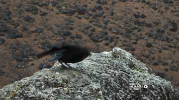 Free download Friday Film Festival 28 May 2021, 9.30pm (SGT): Strong Goat Kilimanjaro video and edit with RedcoolMedia movie maker MovieStudio video editor online and AudioStudio audio editor onlin