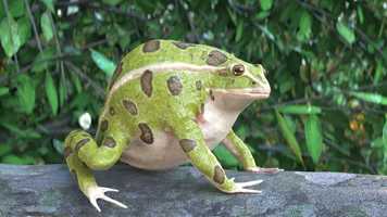 Free download Frog Lunch video and edit with RedcoolMedia movie maker MovieStudio video editor online and AudioStudio audio editor onlin