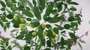 Free download From seed to table video and edit with RedcoolMedia movie maker MovieStudio video editor online and AudioStudio audio editor onlin