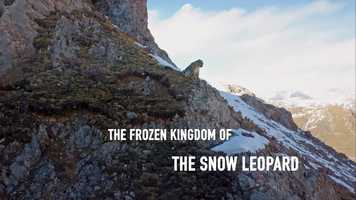 Free download Frozen Kingdom of the Snow Leopard video and edit with RedcoolMedia movie maker MovieStudio video editor online and AudioStudio audio editor onlin