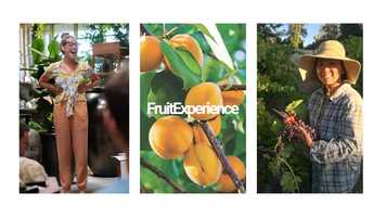Free download FruitExperience! Mindfulness Brought To Life video and edit with RedcoolMedia movie maker MovieStudio video editor online and AudioStudio audio editor onlin