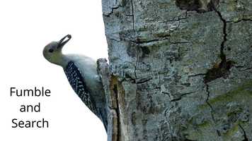 Free download Fumble and Search video and edit with RedcoolMedia movie maker MovieStudio video editor online and AudioStudio audio editor onlin